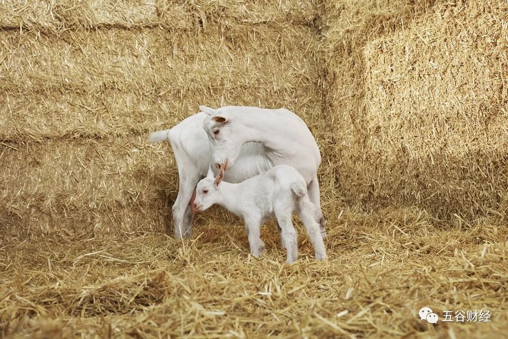 羊奶粉市场已达70亿,蓓康僖、澳贝佳、圣特拉慕和艾宝瑞等10余款单品爆发!