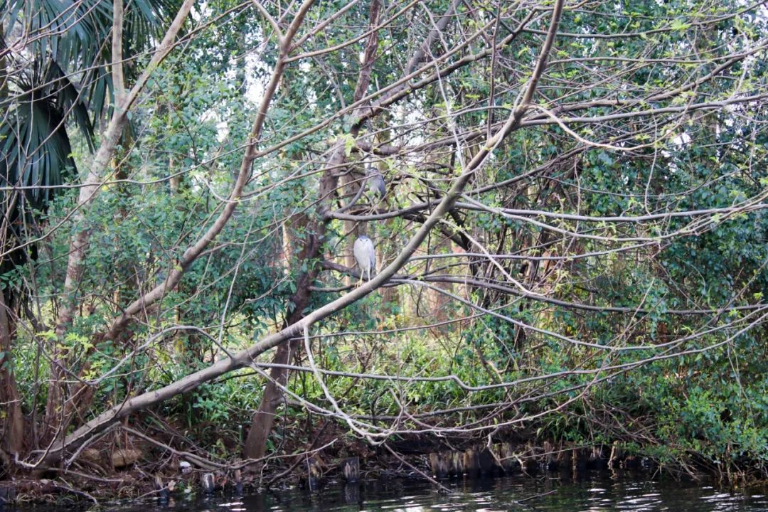 摇船前往酒店，睡在百花深处|杭州最仙儿的打开方式叫紫萱！