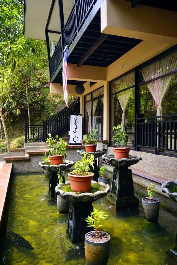 马来西亚猫山王详细攻略,尝一口香甜的马来西亚猫山王