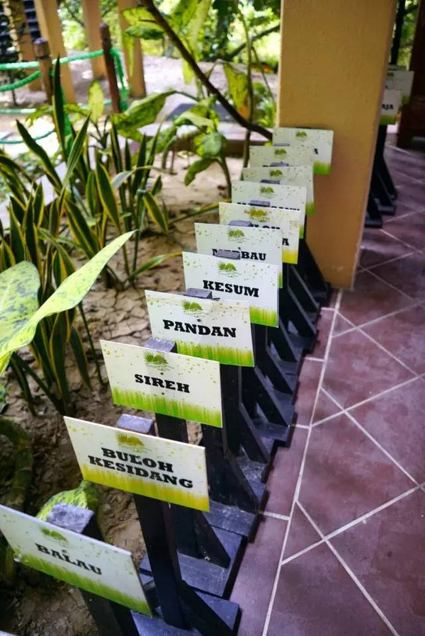 马来西亚猫山王详细攻略,尝一口香甜的马来西亚猫山王