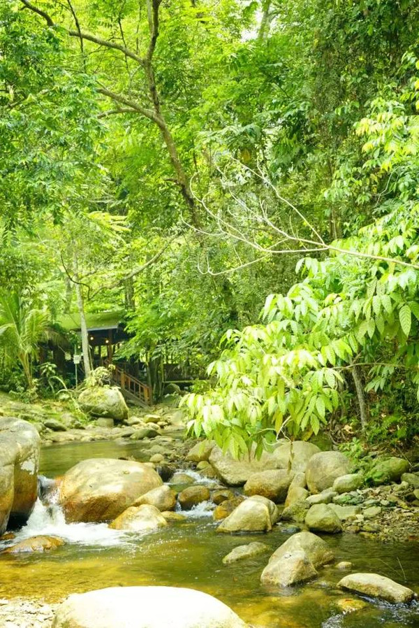 马来西亚猫山王详细攻略,尝一口香甜的马来西亚猫山王