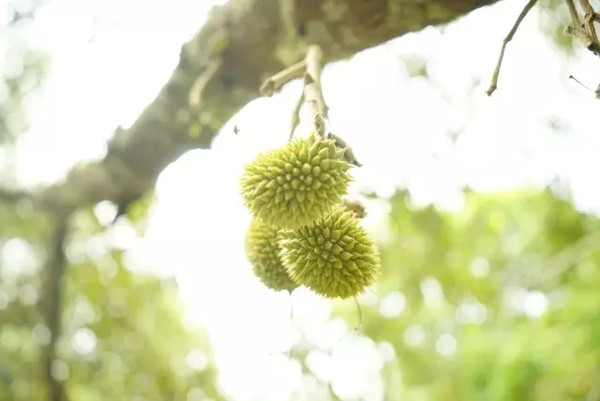 马来西亚猫山王详细攻略,尝一口香甜的马来西亚猫山王