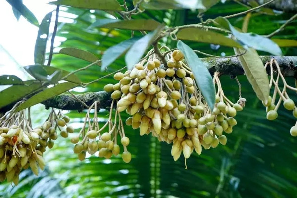 马来西亚猫山王详细攻略,尝一口香甜的马来西亚猫山王