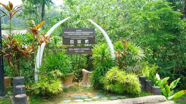 马来西亚猫山王详细攻略,尝一口香甜的马来西亚猫山王