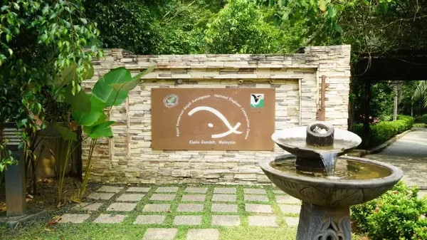 马来西亚猫山王详细攻略,尝一口香甜的马来西亚猫山王