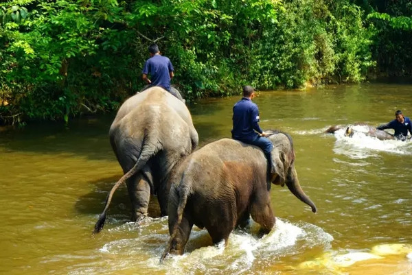 马来西亚猫山王详细攻略,尝一口香甜的马来西亚猫山王