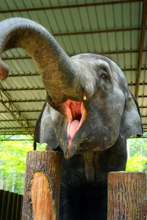 马来西亚猫山王详细攻略,尝一口香甜的马来西亚猫山王