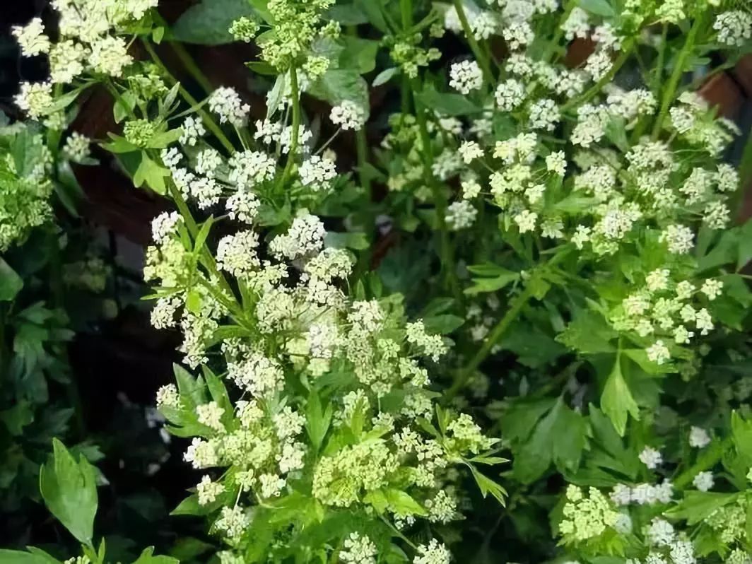 吃了街边买的“青菜”，一家三口急送医！这些菜清明常出没…