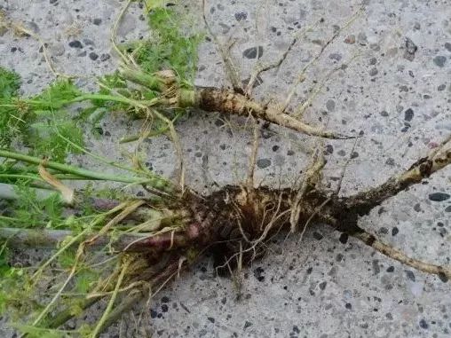 吃了街边买的“青菜”，一家三口急送医！这些菜清明常出没…