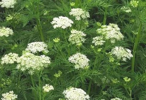 吃了街边买的“青菜”，一家三口急送医！这些菜清明常出没…