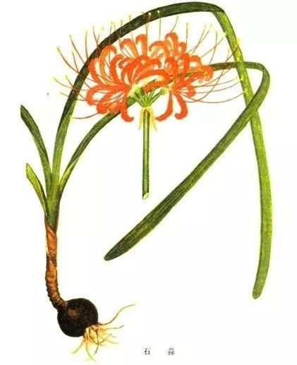 吃了街边买的“青菜”，一家三口急送医！这些菜清明常出没…