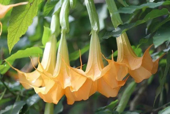 吃了街边买的“青菜”，一家三口急送医！这些菜清明常出没…