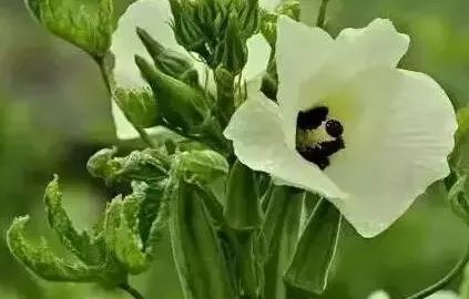 吃了街边买的“青菜”，一家三口急送医！这些菜清明常出没…