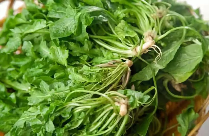 吃了街边买的“青菜”，一家三口急送医！这些菜清明常出没…