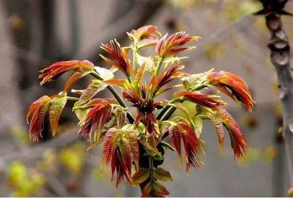 吃了街边买的“青菜”，一家三口急送医！这些菜清明常出没…