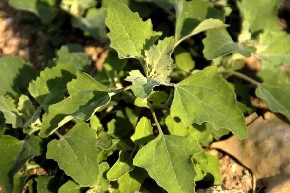 吃了街边买的“青菜”，一家三口急送医！这些菜清明常出没…