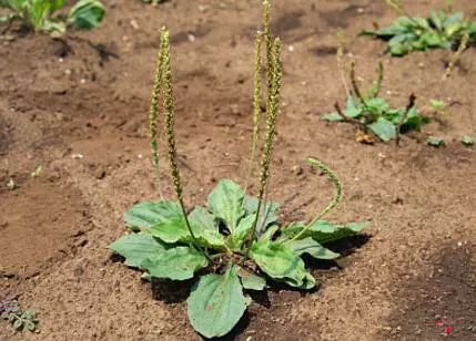 吃了街边买的“青菜”，一家三口急送医！这些菜清明常出没…