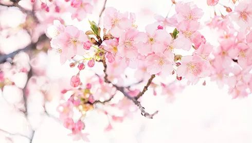 清明节正定赏花游攻略,正定清明踏青好去处