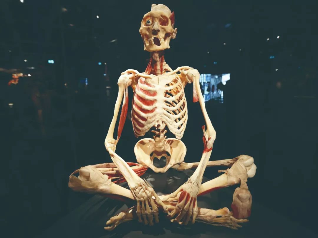 人体泌尿系统标本展览,这样的展览你见过吗