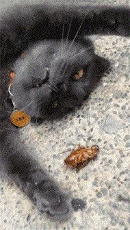 教你一招不仅能消灭蟑螂还卫生,如何灭蟑螂且不用药