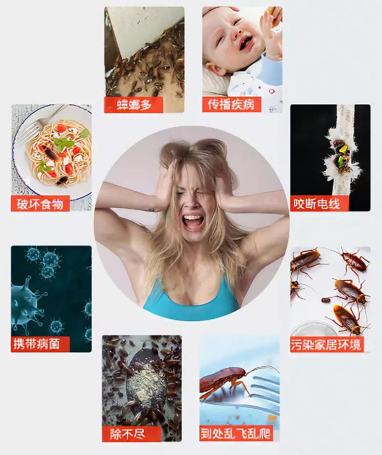 教你一招不仅能消灭蟑螂还卫生,如何灭蟑螂且不用药