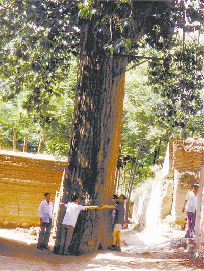 摇摇晃晃的毛白杨,毛白杨简介