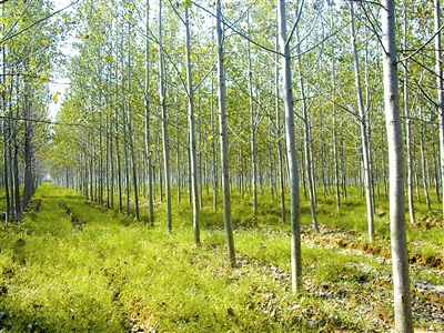 摇摇晃晃的毛白杨,毛白杨简介