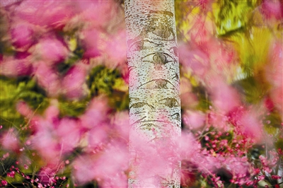 摇摇晃晃的毛白杨,毛白杨简介