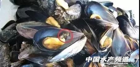 各种海鲜哪些部位不能吃,海鲜哪些人不可以吃