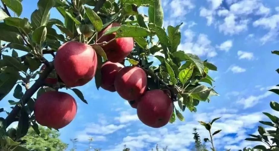 陇南礼县走出电商扶贫样板路,礼县猪油饼的电商之旅