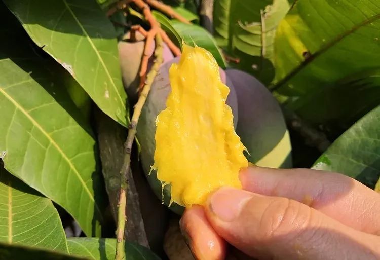 吃货推荐好吃的水果,香甜多汁海南贵妃应季水果