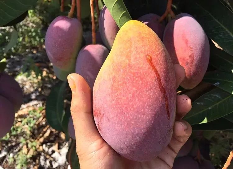 吃货推荐好吃的水果,香甜多汁海南贵妃应季水果