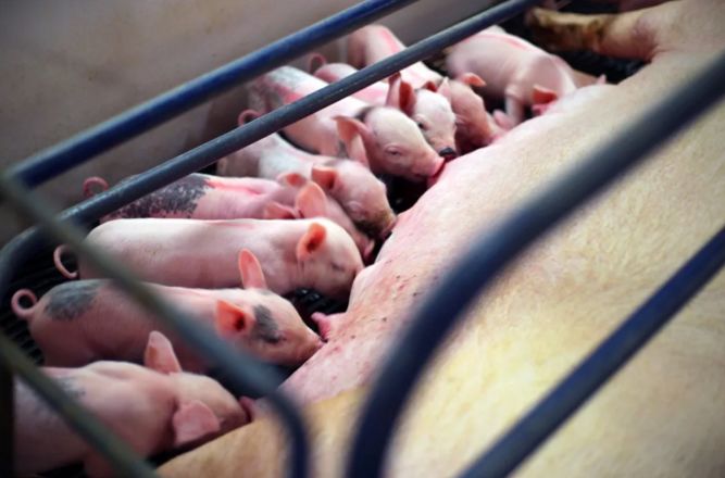 农产品网络营销的手段和方法,农产品网络营销的运营模式