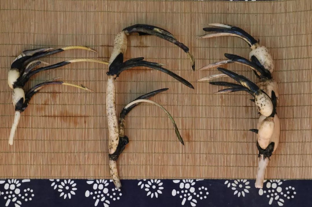 碗莲出现黑叶烂叶怎么办,碗莲种藕僵苗了怎么办