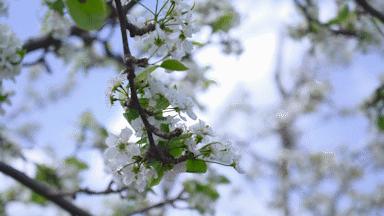 黄梨花儿开，大美馆陶等您来！