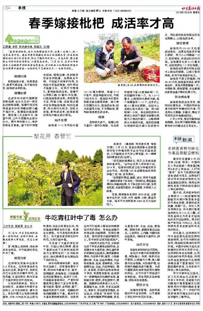 牛吃青杠叶中了毒怎么办