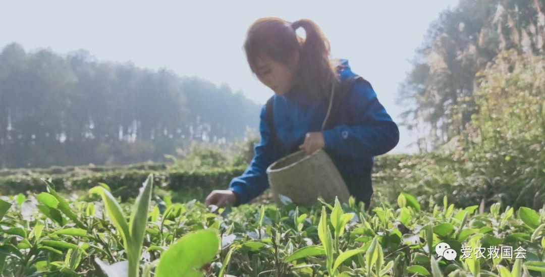 茶叶苗黄怎么办,茶苗有的变成黄的叶怎么办