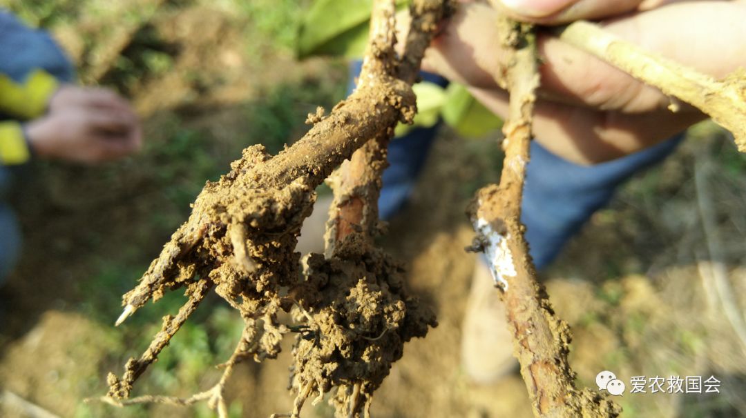 茶叶苗黄怎么办,茶苗有的变成黄的叶怎么办