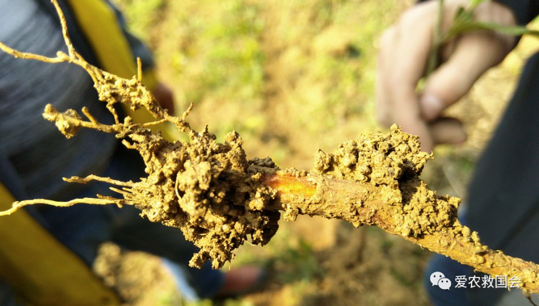 茶叶苗黄怎么办,茶苗有的变成黄的叶怎么办