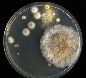 厦门人喜欢吃的小零食,厦门人最喜欢吃的油炸食品