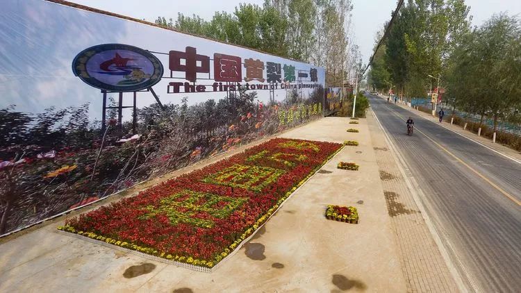 黄梨花儿开，大美馆陶等您来！