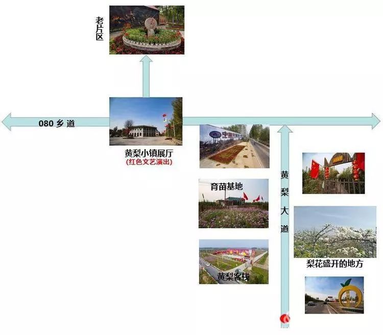 黄梨花儿开，大美馆陶等您来！