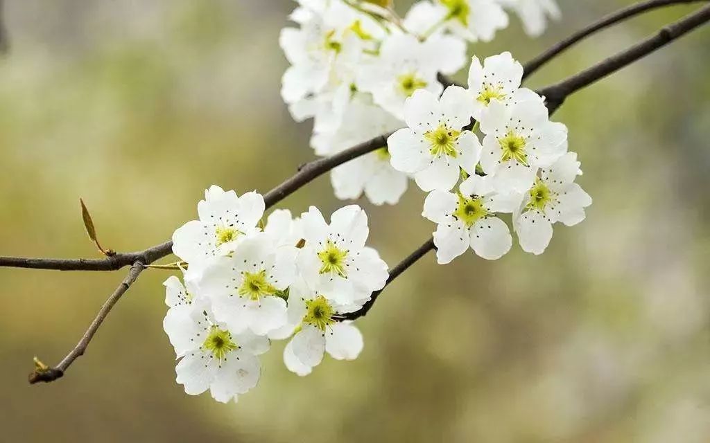 黄梨花儿开，大美馆陶等您来！