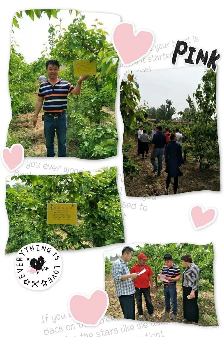 黄梨花儿开，大美馆陶等您来！