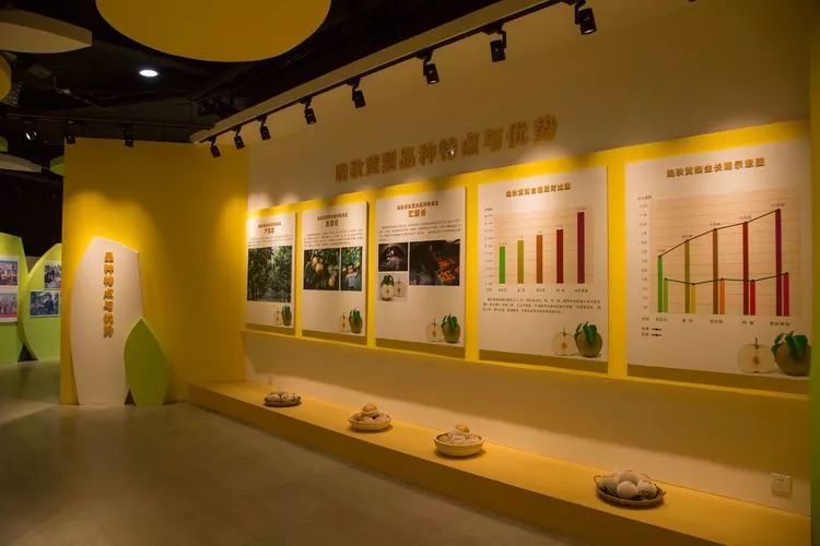 黄梨花儿开，大美馆陶等您来！