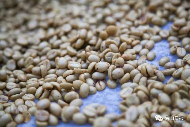 保山最好咖啡豆,保山最贵的咖啡品种