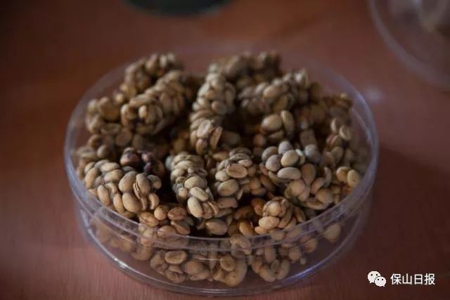 保山最好咖啡豆,保山最贵的咖啡品种