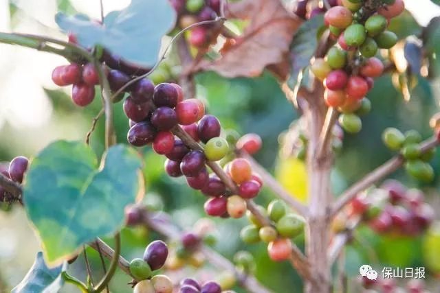 保山最好咖啡豆,保山最贵的咖啡品种