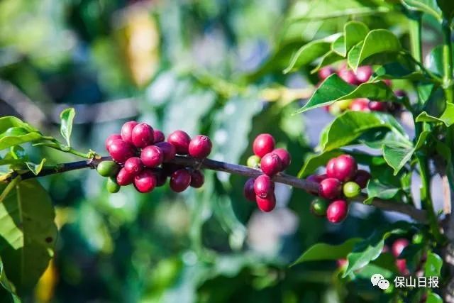 保山最好咖啡豆,保山最贵的咖啡品种