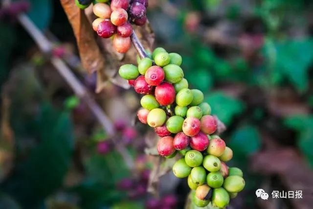 保山最好咖啡豆,保山最贵的咖啡品种